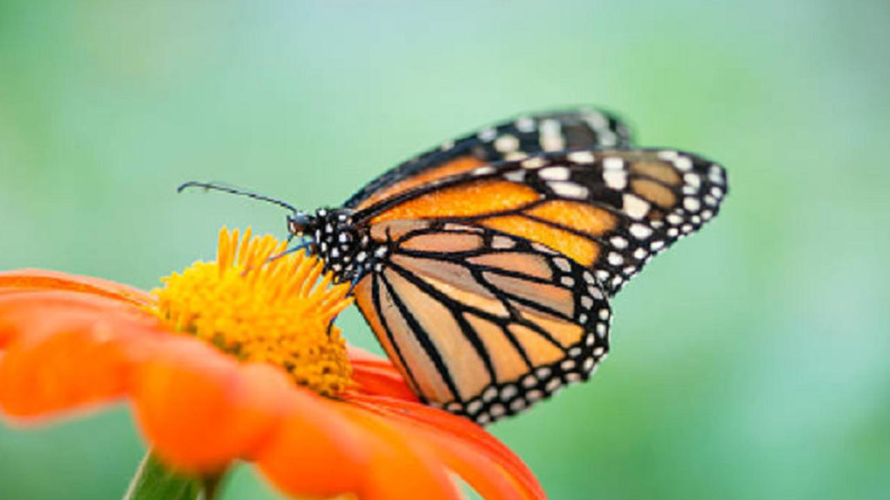 Ilustrasi kupu-kupu (iStock)