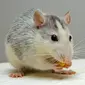 Selain memakan kabel dan merusak furniture rumah, ternyata tikus juga bisa memakan sabun mandi (Sumber Foto: Pixabay.com)