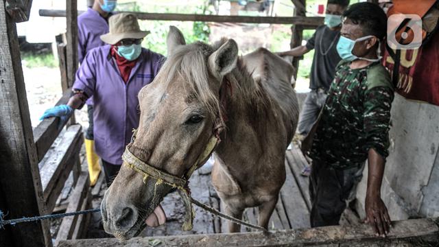 FOTO: Pemeriksaan Berkala Kesehatan Kuda Delman