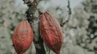 Kakao, salah satu komoditas perkembunan yang dieskpor Indonesia ke China.