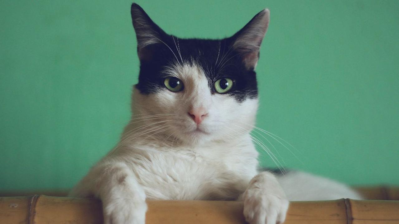 Berbagai Ciri-Ciri Kucing Rabies