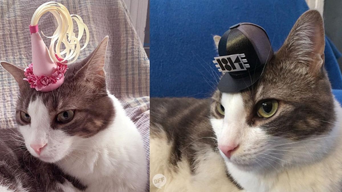 Imutnya, Kucing Ini Tampil Gaya Dengan Topi-Topi Kecil Buatan Pemiliknya