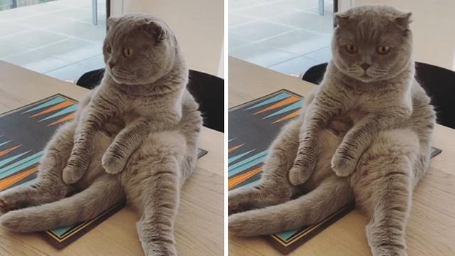 8 Potret Kucing Lagi Duduk Ini Gemas Banget