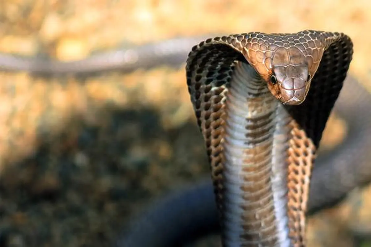 Dijuluki Raja Kobra, Pria Ini Meninggal Karena Ular King Cobra