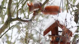 Seekor tupai merah bermain dipepohonan yang tertutup salju di Berlin, Jerman, (18/1). Tupai merah memiliki populasi yang tinggal sedikit. (REUTERS / Hannibal Hanschke)