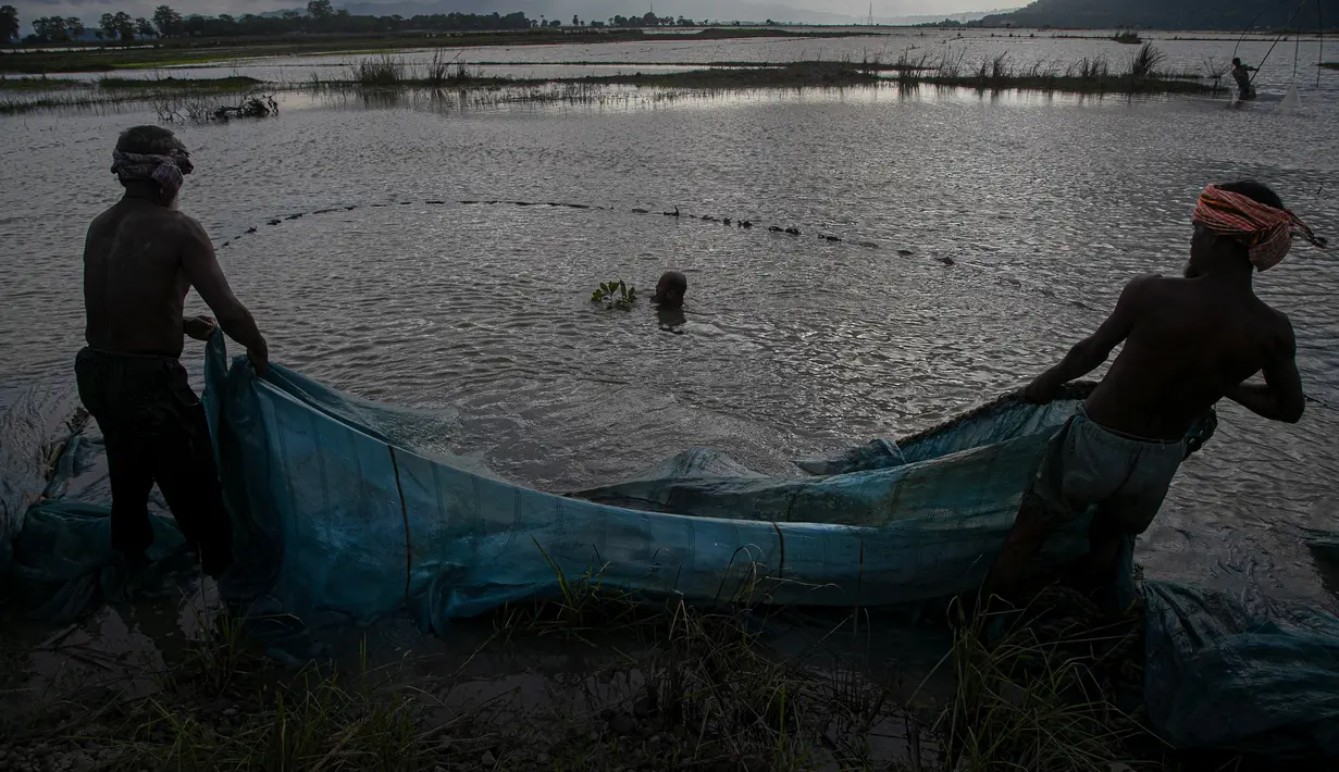 Nelayan India meletakkan jala ikan mereka saat senja di surutnya air banjir di sawah di pinggiran Gauhati, India, Senin (14/9/2020). (AP Photo / Anupam Nath)