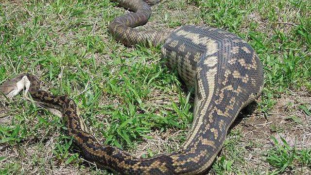 6 Potret Ular Bernasib Tragis Karena Rakus, Ada yang Mati Usai Makan Landak