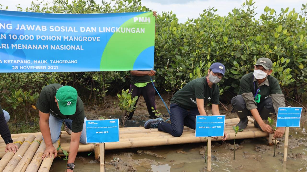 Bantu Wujudkan Lingkungan Lebih Baik PNM Tanam 10.000 Mangrove di Desa Ketapang, Tangerang