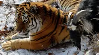 Pertemanan harimau dan kambing telah membuat staf dan pengunjung kebun binatang di Rusia kebingungan. (Oddity Central)