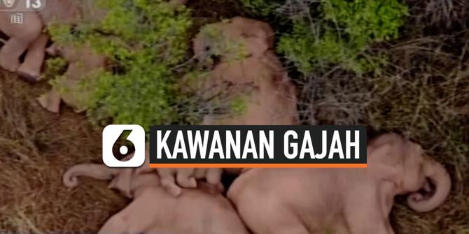 VIDEO: Penampakan Kawanan Gajah Tidur Siang Usai Lelah Berjalan 500 Kilometer