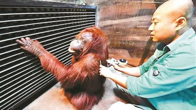 Kebun Binatang Ini Bantu Orangutan yang Tak Bisa Berjalan Dengan Metode Pijat Tradisional Tiongkok