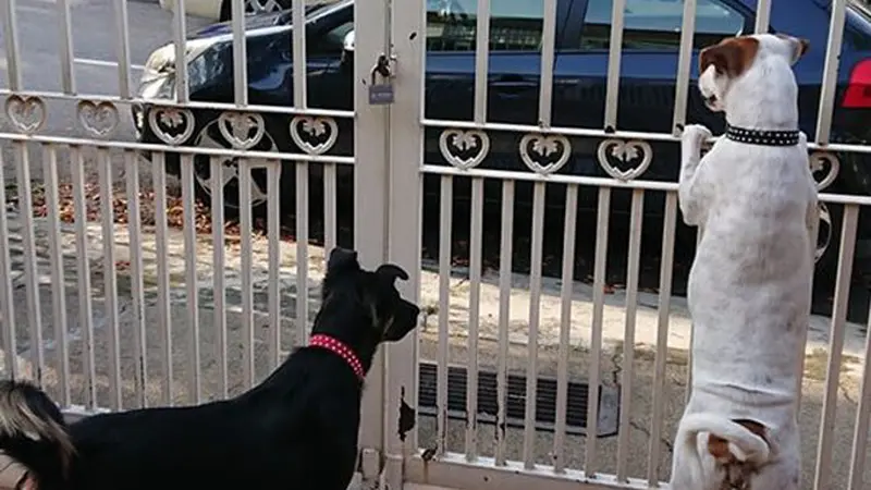 Aksi Heroik Anjing Selamatkan Petugas Keamanan yang Alami Kecelakaan