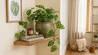 10 Tanaman Hias Minimalis Favorit untuk Ruangan Sempit, Bikin Sudut Rumah Lebih Hidup