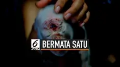 Seekor babi terlahir dalam kondisi tak biasa di Minahasa, Sulawesi Utara. Bayi babi itu diyakini mengalami sindrom cyclopes, yang membuatnya lahir hanya dengan satu mata.