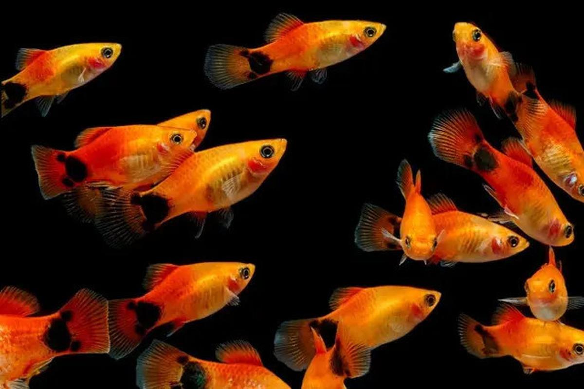 8 Ikan Ini Dipercaya Bawa Keberuntungan dan Rezeki, Cocok Dipelihara di Rumah