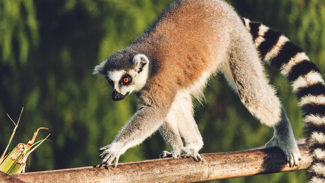 Upaya Konservasi Lemur