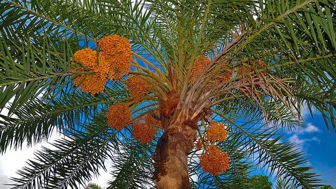 [Bintang] Tebak, 7 Pohon Ini Penghasil Makanan Apa?