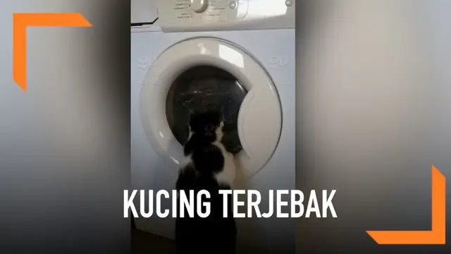 VIDEO: Kucing Selamat Usai Terjebak di Mesin Cuci Menyala
