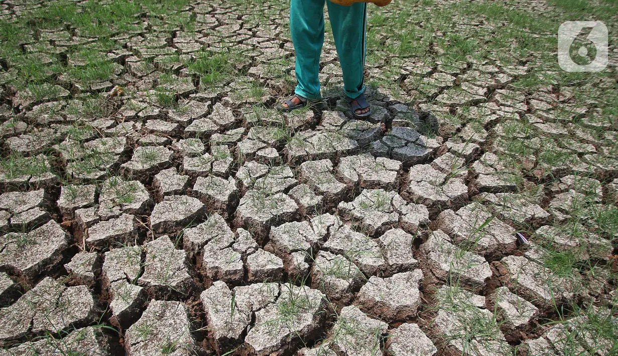 Penetapan status siaga bencana kekeringan di Provinsi Banten diakibat musim kemarau berkepanjangan sebagai dampak dari fenomena El Nino. (Liputan6.com/Angga Yuniar)