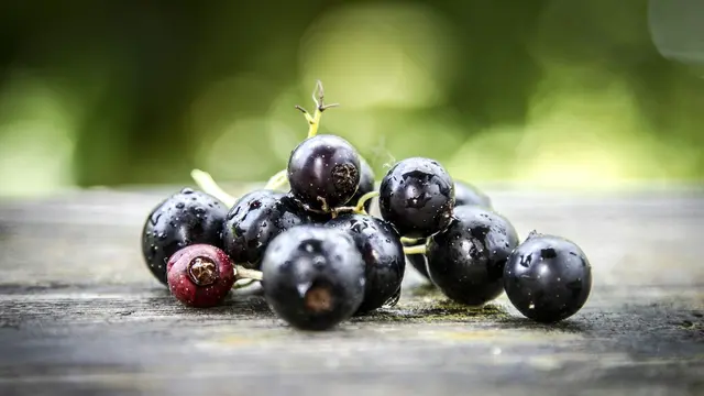 Blackcurrant