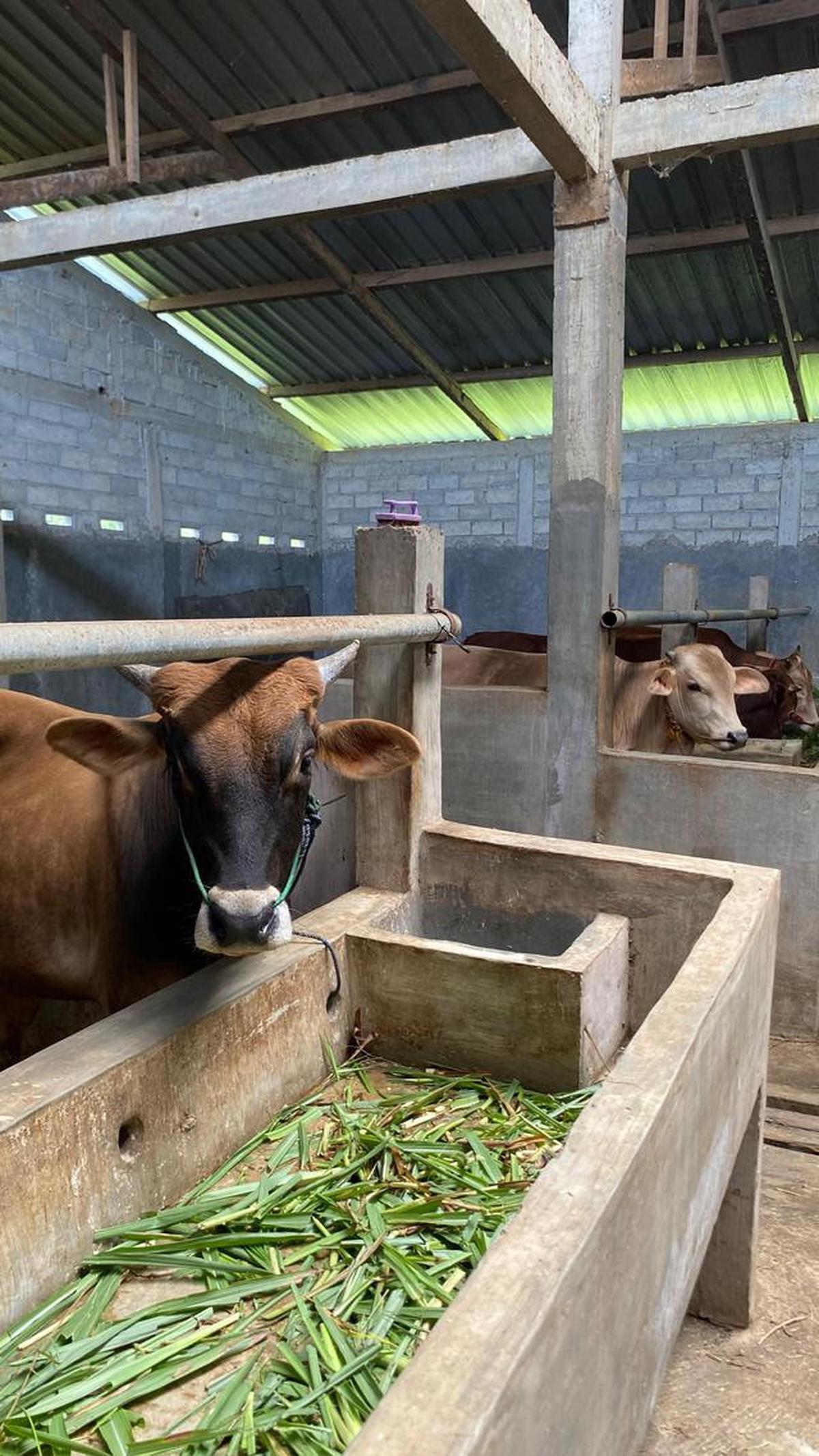 Aturan Pemberian Pakan Hewan Kurban Jelang Idul Adha 2026, Maksimalkan Nutrisi Sebelum Penyembelihan