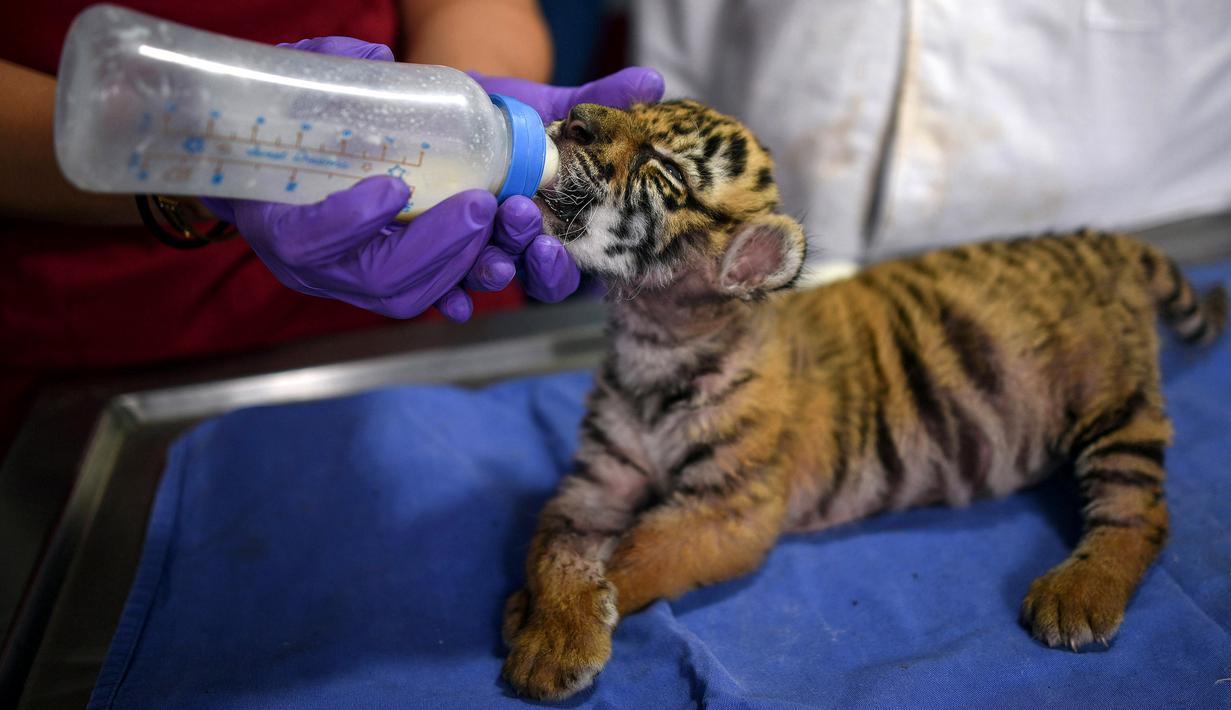 Dokter hewan memberi makan anak harimau bengal yang baru lahir di Pusat Penyelamatan dan Rehabilitasi Satwa Liar "BioZoo" di negara bagian Veracruz, Meksiko, 5 April 2020. Bayi harimau yang lahir pada 14 Maret 2020 lalu ini dinamai 'Covid' di tengah pandemi wabah virus corona. (VICTORIA RAZO/AFP)