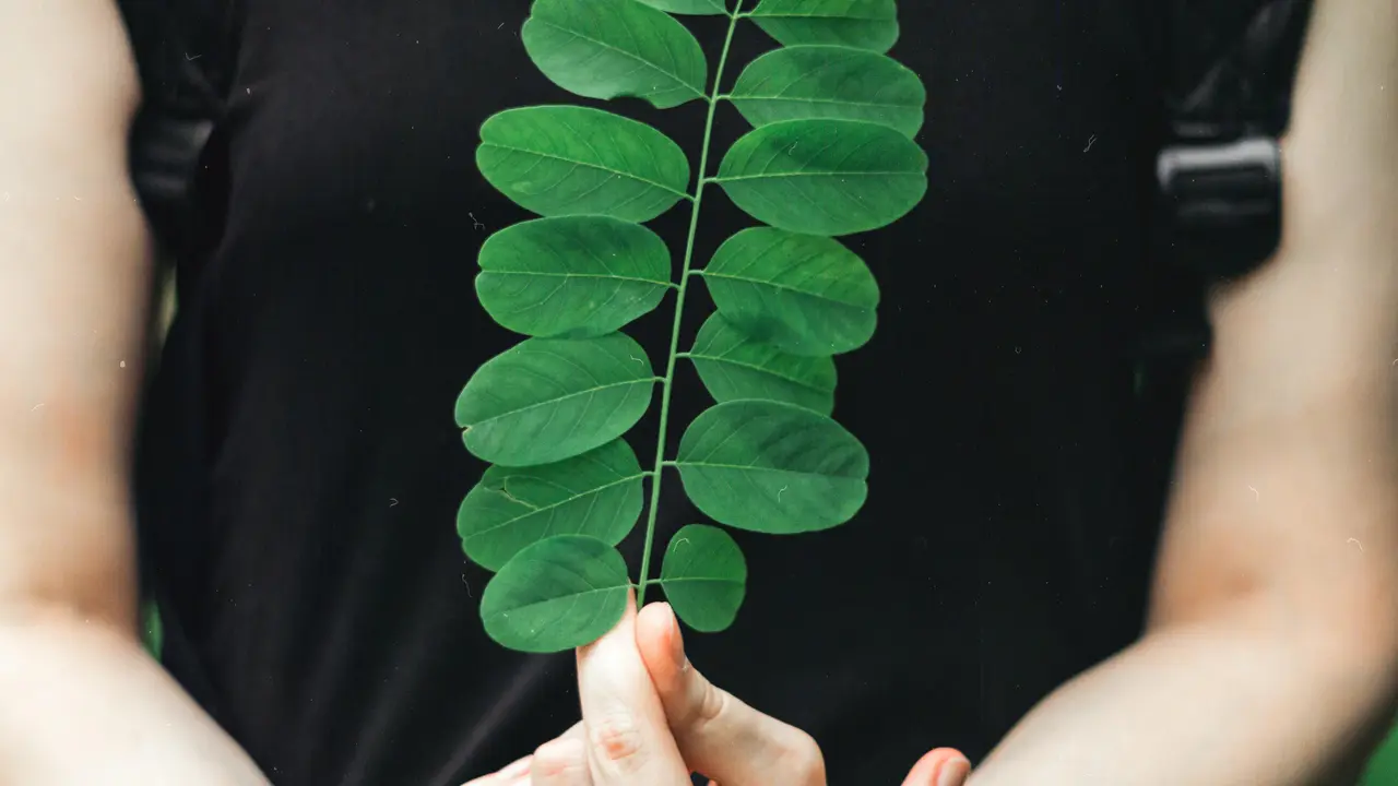 daun kelor