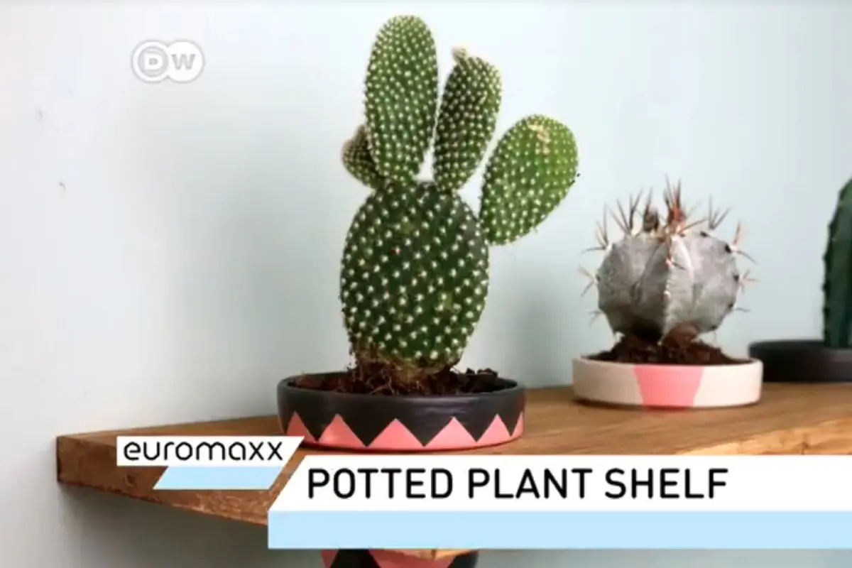 Cara Membuat Rak Tanaman Pot yang Indah. sumberfoto: DW English