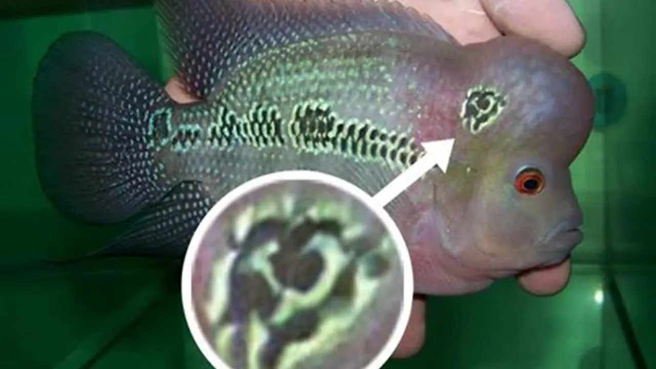 Beredar Foto Ikan Louhan Berlogo PKI, Netizen Riuh