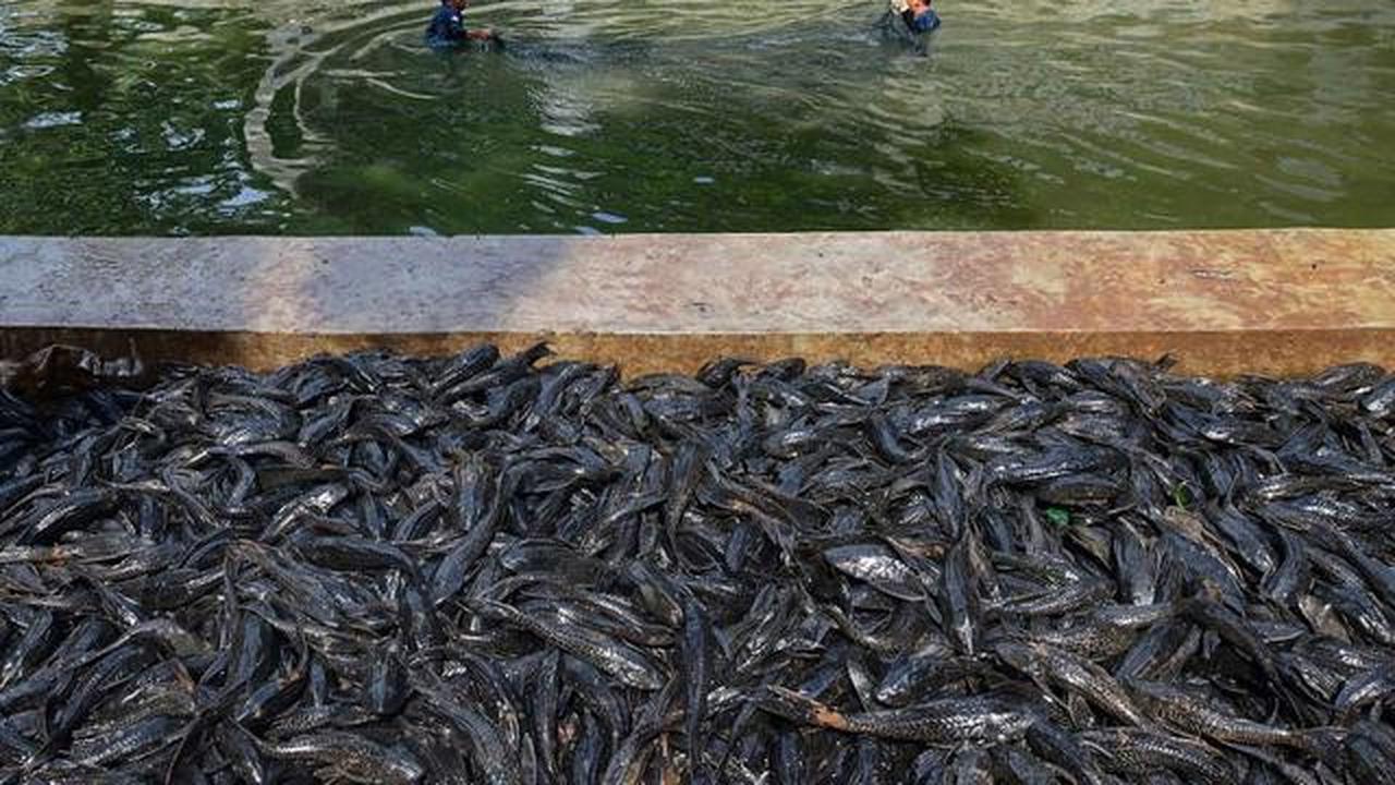 Petugas Sudin Ketahanan Pangan, Kelautan dan Pertanian Jakarta Selatan menangkap ikan sapu-sapu di kawasan Setu Babakan. (merdeka.com/Arie Basuki)