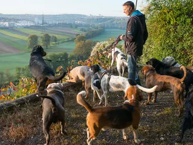 Pemilik Dog Hotel Paradiso bernama Pino Puglisi mengajak anjing-anjing yang menjadi tamunya menghirup udara pagi di Ludwigsburg, Jerman, 13 Oktober. Dog Hotel Paradiso merupakan sebuah hotel khusus anjing peliharaan. (THOMAS KIENZLE/AFP)