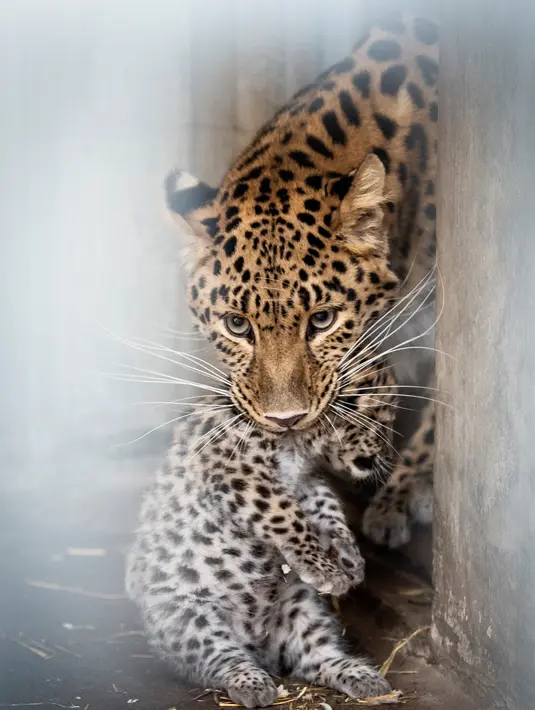 Bayi macan tutul bersama induknya terlihat di dalam kandang Kebun Binatang Kopenhagen, Denmark pada 10 Juli 2019. Kebun binatang ini baru memperkenalkan anak macan tutul yang lahir pada 10 Juni bulan lalu. (Photo by Liselotte Sabroe / Ritzau Scanpix / AFP)