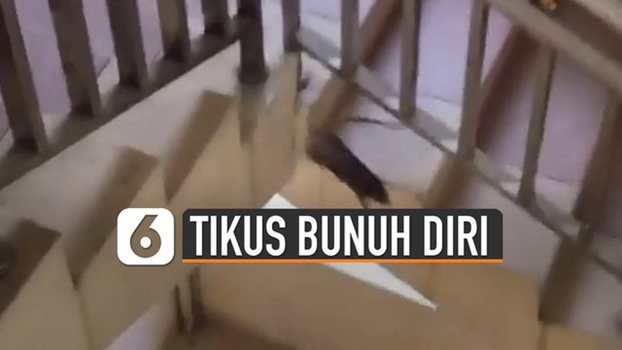 VIDEO: Tikus Terjun Bunuh Diri