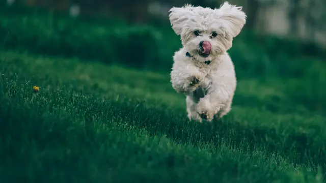 Bichon Frise