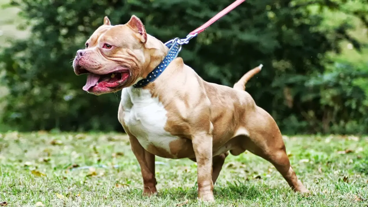 Anjing American Bully Memiliki Keunikan Seperti Batu Cincin