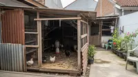 7 Kesalahan Menata Kandang Ayam yang Membuat Halaman Cepat Bau, Wajib Hindari