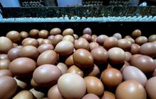 Pemerintah Dorong BGN Tingkatkan Konsumsi Telur dan Ayam untuk Atasi Penurunan Harga