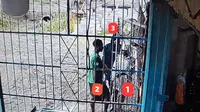 Tiga Orang Datang Dikira Mau Beli Bensin, Pemilik Warung di Dekai Malah Ditikam