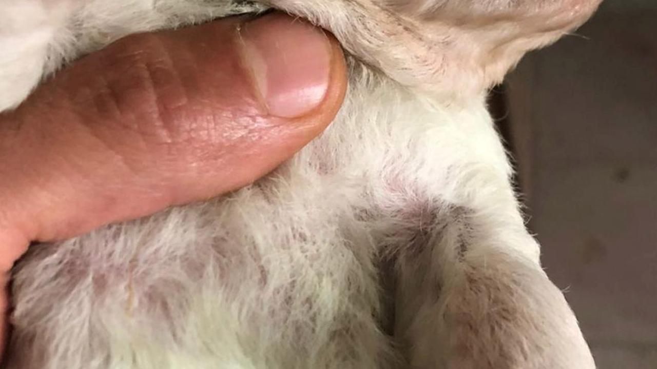 <b>3. Dekati Anak Anjing dengan Hati-Hati</b>