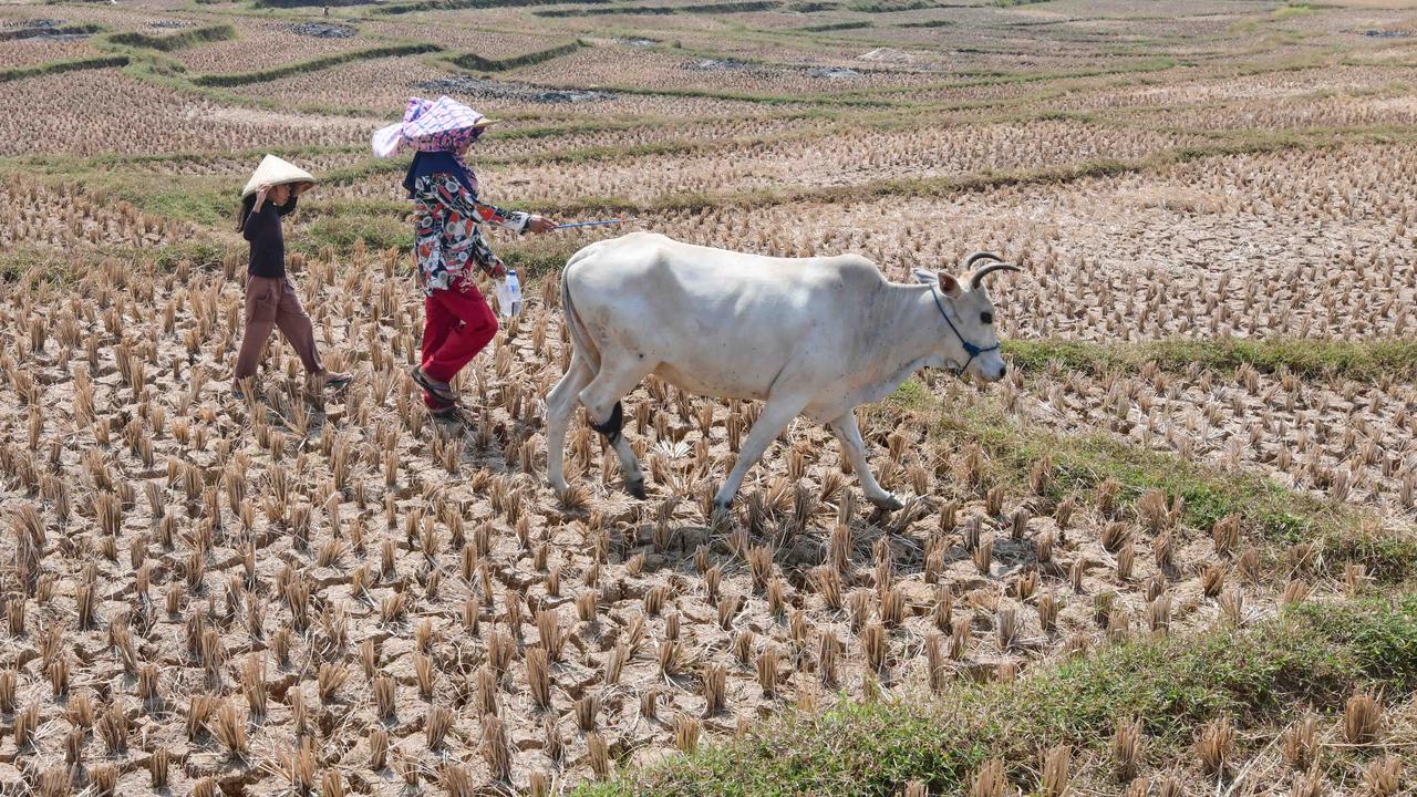 Kekeringan Ekstrem Sebabkan Sawah di Jonggol Mengering