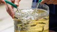 Cara Ternak Lele di Galon 5 Liter agar Cepat Panen 45-60 Hari, Ikuti 7 Langkah Ini