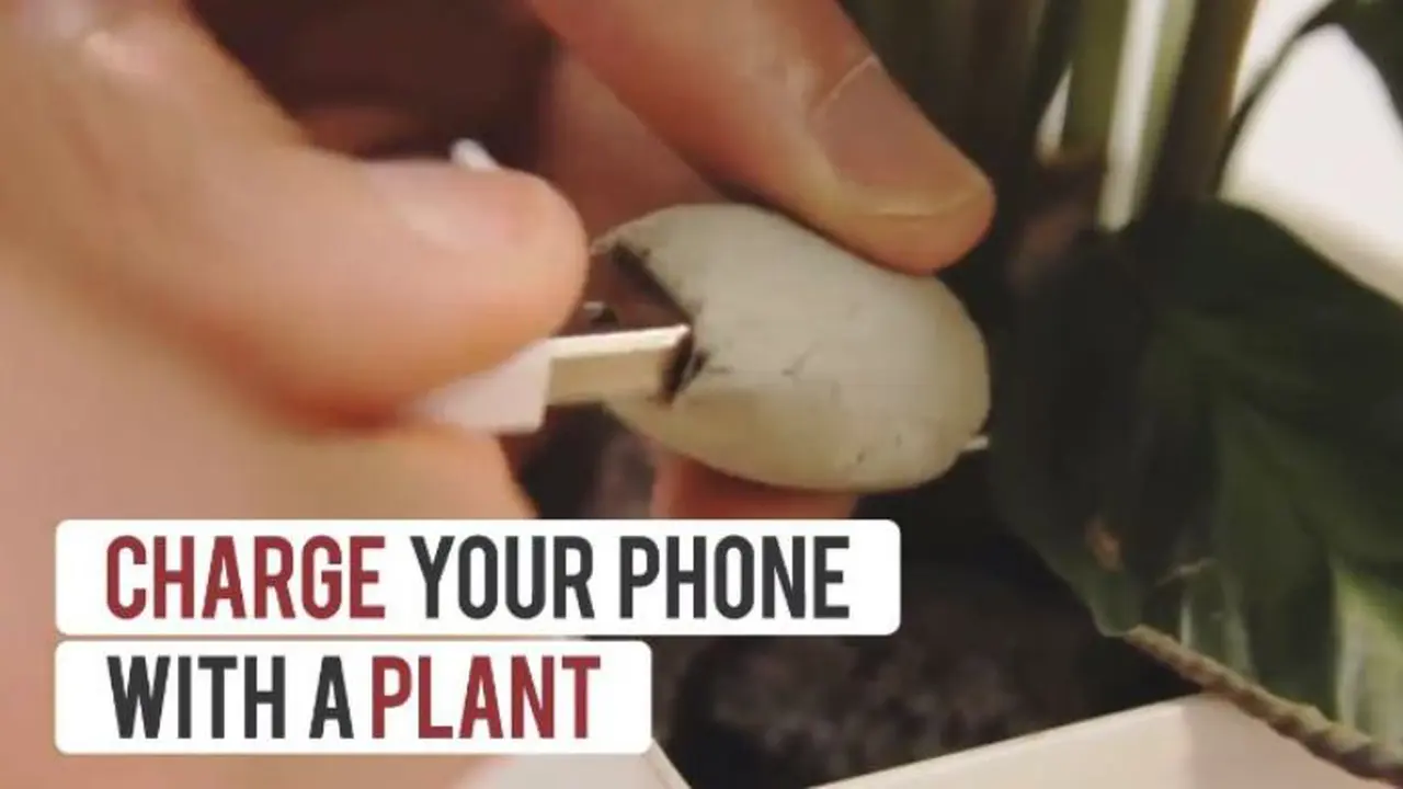Ramah Lingkungan, Ternyata Tanaman Bisa Buat Nge'charge' Hape