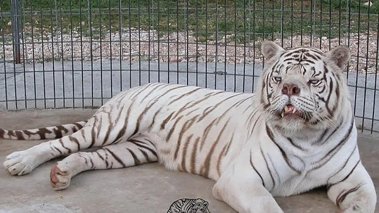 Korban Kawin Silang, Macan Ini Miliki Wajah Terjelek Sedunia 