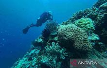 Fakta Unik: Terumbu Karang Laut Merah Ternyata Kebal Pemutihan, Mengapa Bisa Begitu?