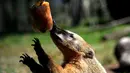 Coati menjilati es untuk mendinginkan diri selama gelombang panas di kebun binatang "Bioparco" di Roma, Italia (25/7). (AFP Photo/Tiziana Fabi)