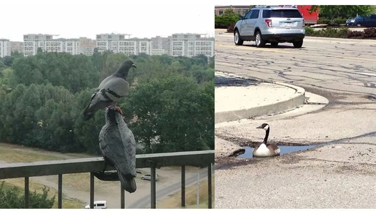 Kelakuan aneh burung (Sumber: Boredpanda)