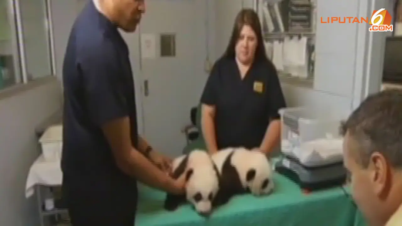panda-kembar-131020-b.jpg