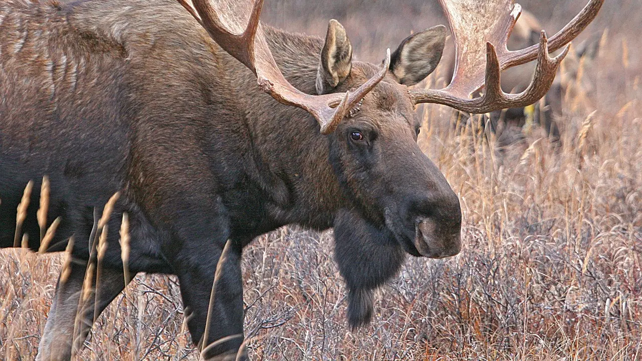 Moose Alaska atau sering juga disebut rusa, terlihat di pembatas jalan Alaska (Sumber: pixabay)