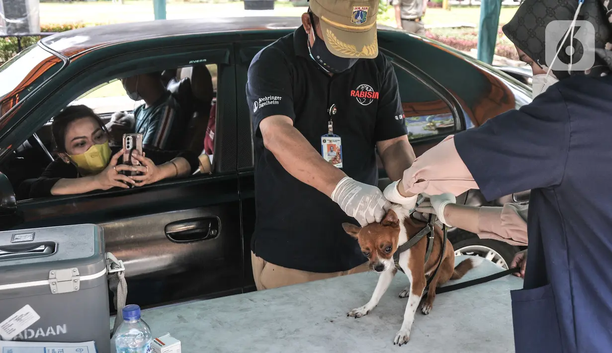 Petugas medis Sudin KPKP Jakarta Timur menyuntikkan vaksin rabies kepada hewan peliharaan warga di halaman Kantor Wali Kota Jakarta Timur, Selasa (28/9/2021). Kegiatan vaksinasi rabies yang digelar secara drive thru ini digelar dalam rangka Hari Rabies Sedunia. (merdeka.com/Iqbal S Nugroho)
