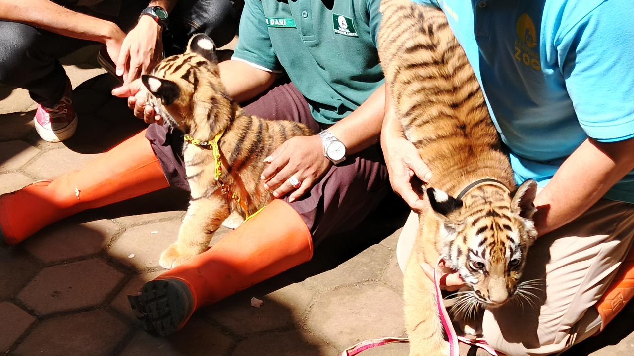 Mengintip Gemasnya Dua Bayi Harimau Benggala Mandi Cahaya Matahari Pagi di Bandung Zoo